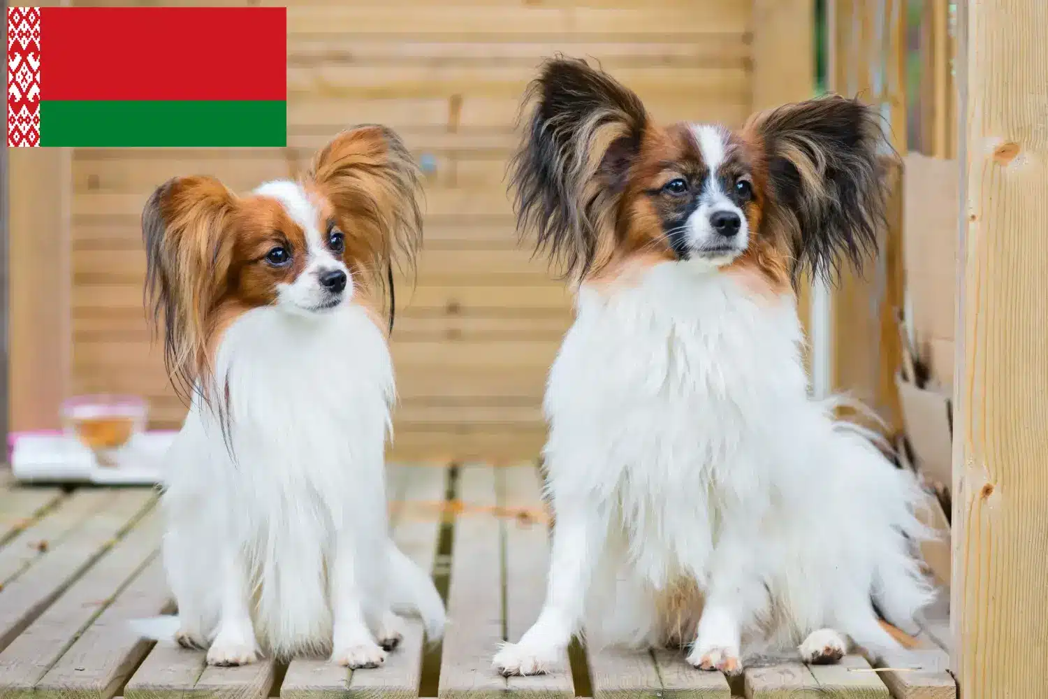 Read more about the article Hodowca spanieli karłowatych kontynentalnych i szczenięta na Białorusi