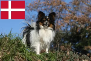 Read more about the article Hodowca spanieli karłowatych kontynentalnych i szczenięta w Danii
