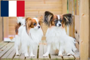 Read more about the article Kontynentalny spaniel karłowaty hodowca i szczenięta w Francja