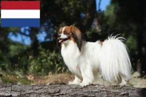 Read more about the article Kontynentalny spaniel karłowaty hodowca i szczenięta w Holandia