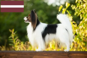 Read more about the article Hodowca spanieli karłowatych kontynentalnych i szczenięta na Łotwie