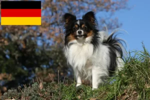 Read more about the article Hodowcy spanieli karłowatych kontynentalnych i szczenięta w Niemcy