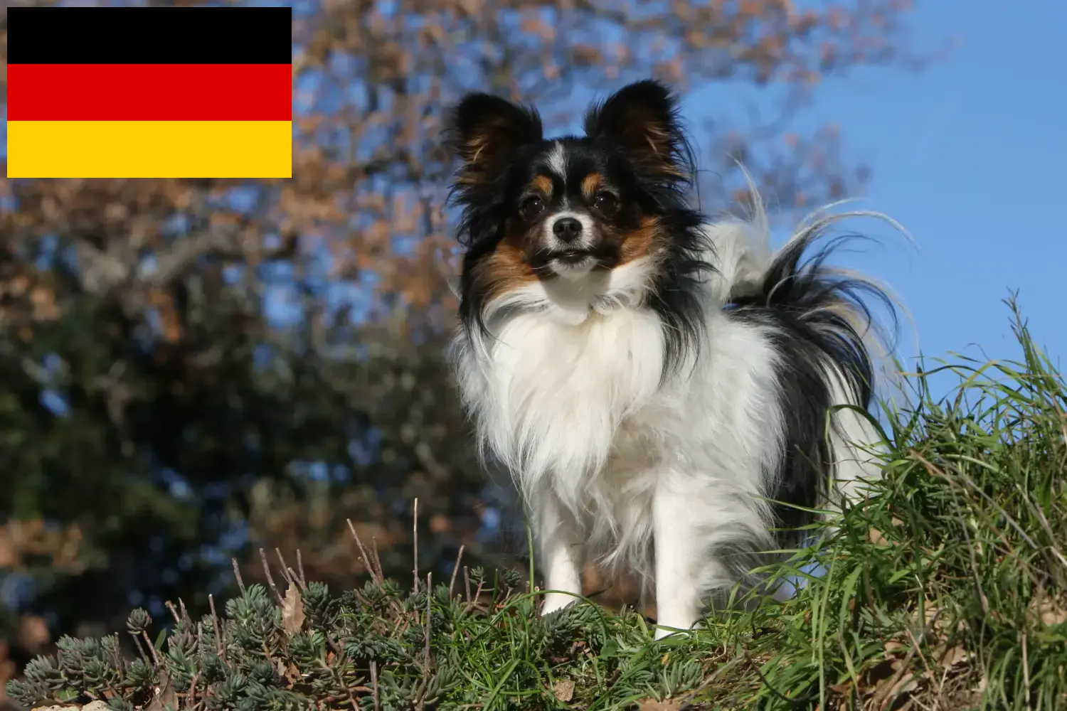 Spaniel miniaturowy kontynentalny szczenięta i hodowcy Niemcy Tutaj znajdziesz hodowców rasy Spaniele karłowate kontynentalne w Niemcy.