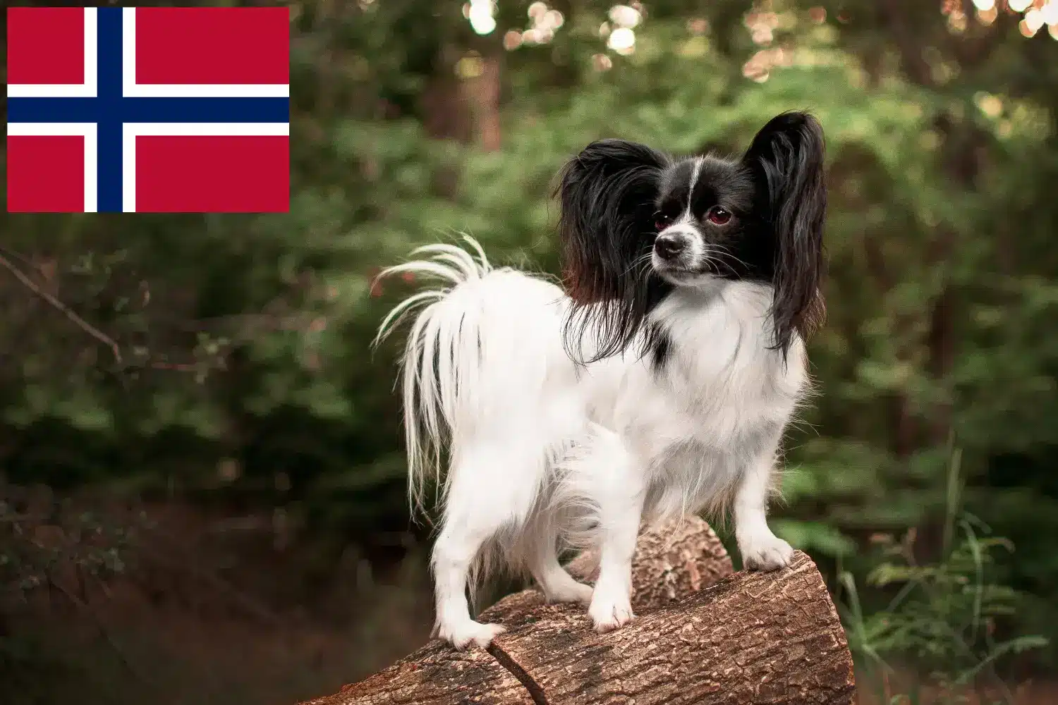 Read more about the article Hodowca spanieli karłowatych kontynentalnych i szczenięta w Norwegii