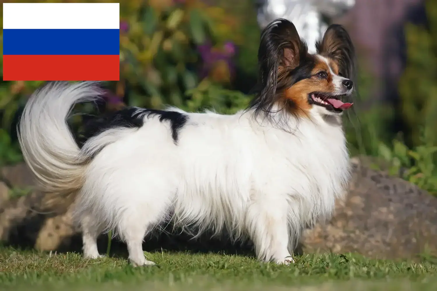Spaniel karłowaty kontynentalny szczenięta i hodowcy Rosja Tutaj można znaleźć hodowców spanieli karłowatych kontynentalnych w Rosja.