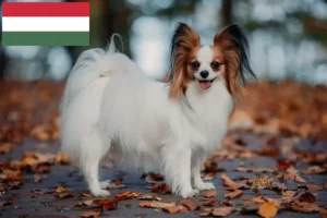 Read more about the article Hodowca spanieli karłowatych kontynentalnych i szczenięta na Węgrzech