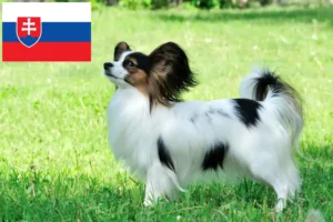 Read more about the article Hodowca spanieli karłowatych kontynentalnych i szczenięta na Słowacji