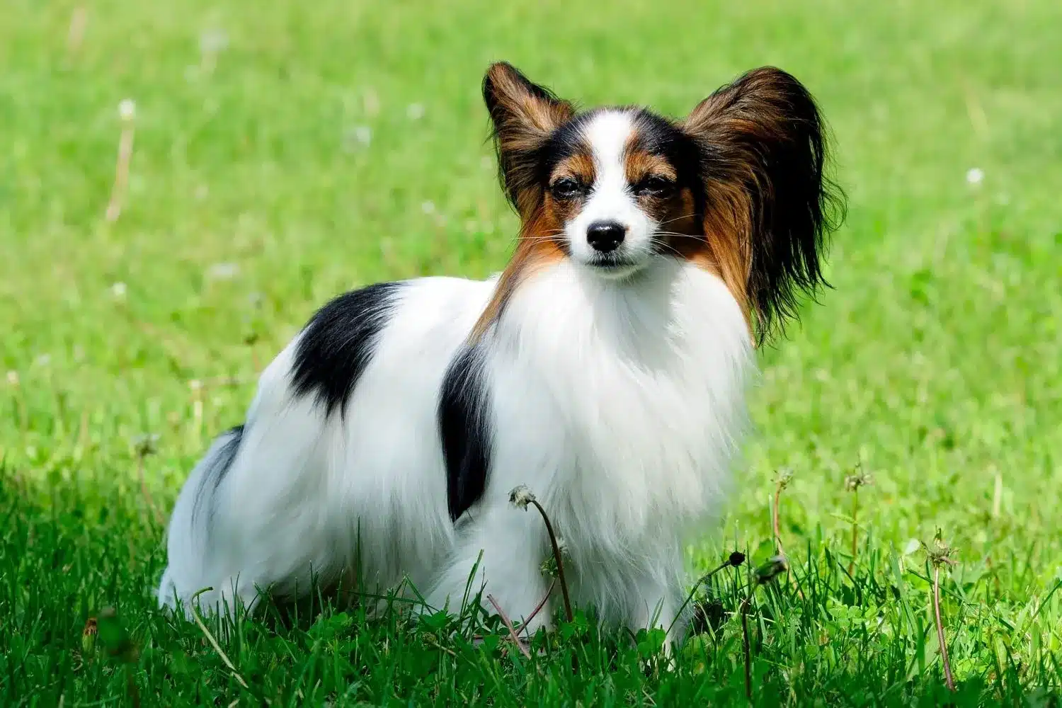 Spaniel miniaturowy kontynentalny szczenięta i hodowcy Znajdź hodowców spanieli karłowatych kontynentalnych w pobliżu.