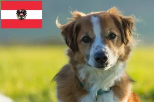 Read more about the article Kromfohrländer hodowcy i szczenięta w Austria