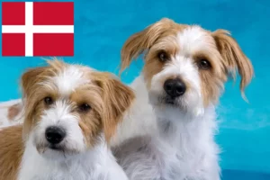 Read more about the article Kromfohrländer hodowcy i szczenięta w Dania