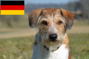 Read more about the article Kromfohrländer hodowcy i szczenięta w Niemcy