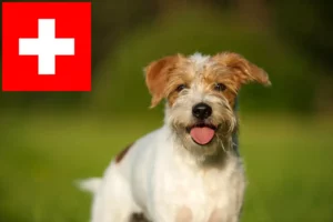 Read more about the article Kromfohrländer hodowcy i szczenięta w Szwajcaria