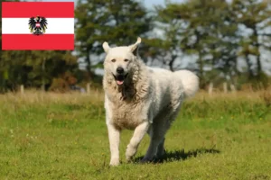 Read more about the article Kuvasz hodowcy i szczenięta w Austria
