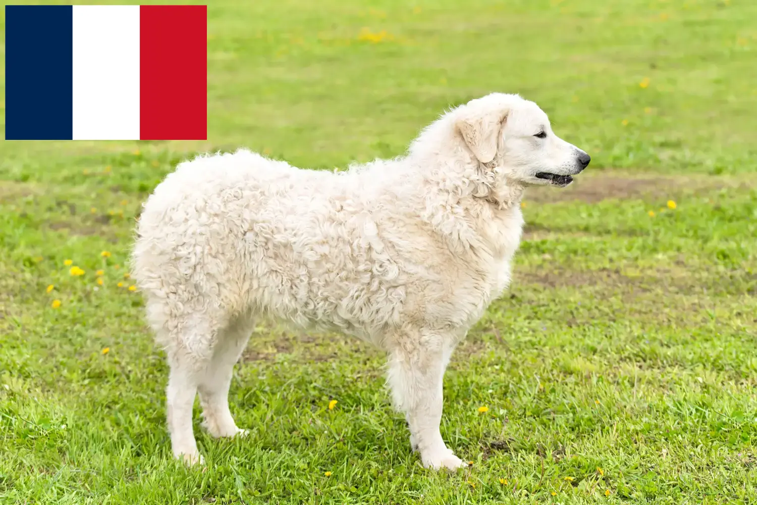 Kuvasz szczenięta i hodowcy Francja Tutaj znajdziesz hodowców rasy Kuvasz w Francja.