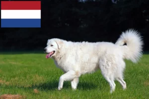 Read more about the article Kuvasz hodowcy i szczenięta w Holandia
