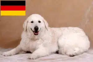 Read more about the article Kuvasz hodowcy i szczenięta w Niemcy