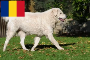 Read more about the article Kuvasz hodowcy i szczenięta w Rumunia