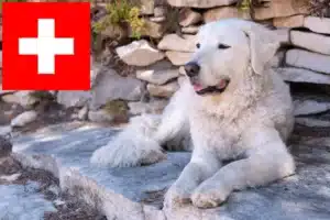 Read more about the article Kuvasz hodowcy i szczenięta w Szwajcaria
