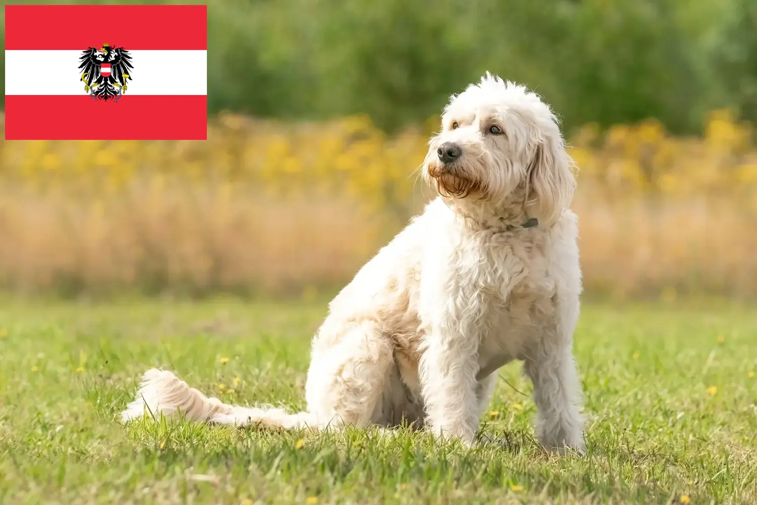 Read more about the article Hodowcy i szczenięta Labradoodle w Austria