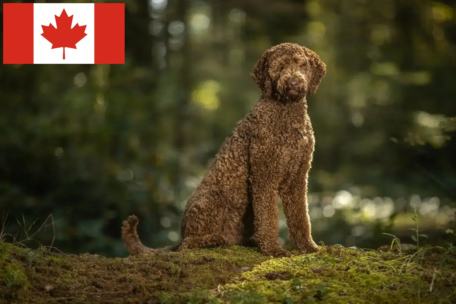 Read more about the article Hodowcy i szczenięta labradoodle w Kanada