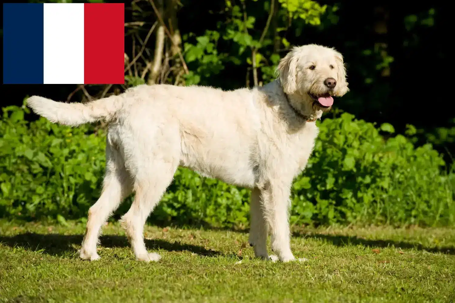 Read more about the article Hodowcy i szczenięta labradoodle w Francja