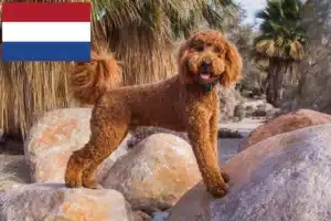 Read more about the article Hodowcy i szczenięta labradoodle w Holandia