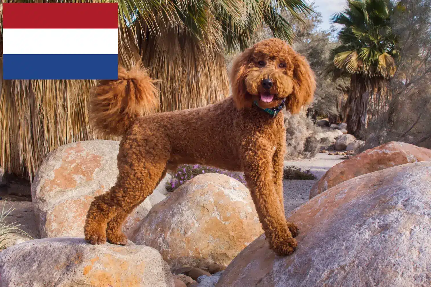 Read more about the article Hodowcy i szczenięta labradoodle w Holandia