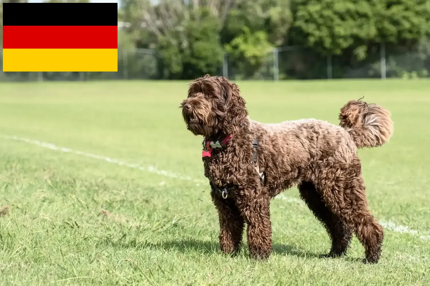Read more about the article Hodowcy i szczenięta Labradoodle w Niemcy