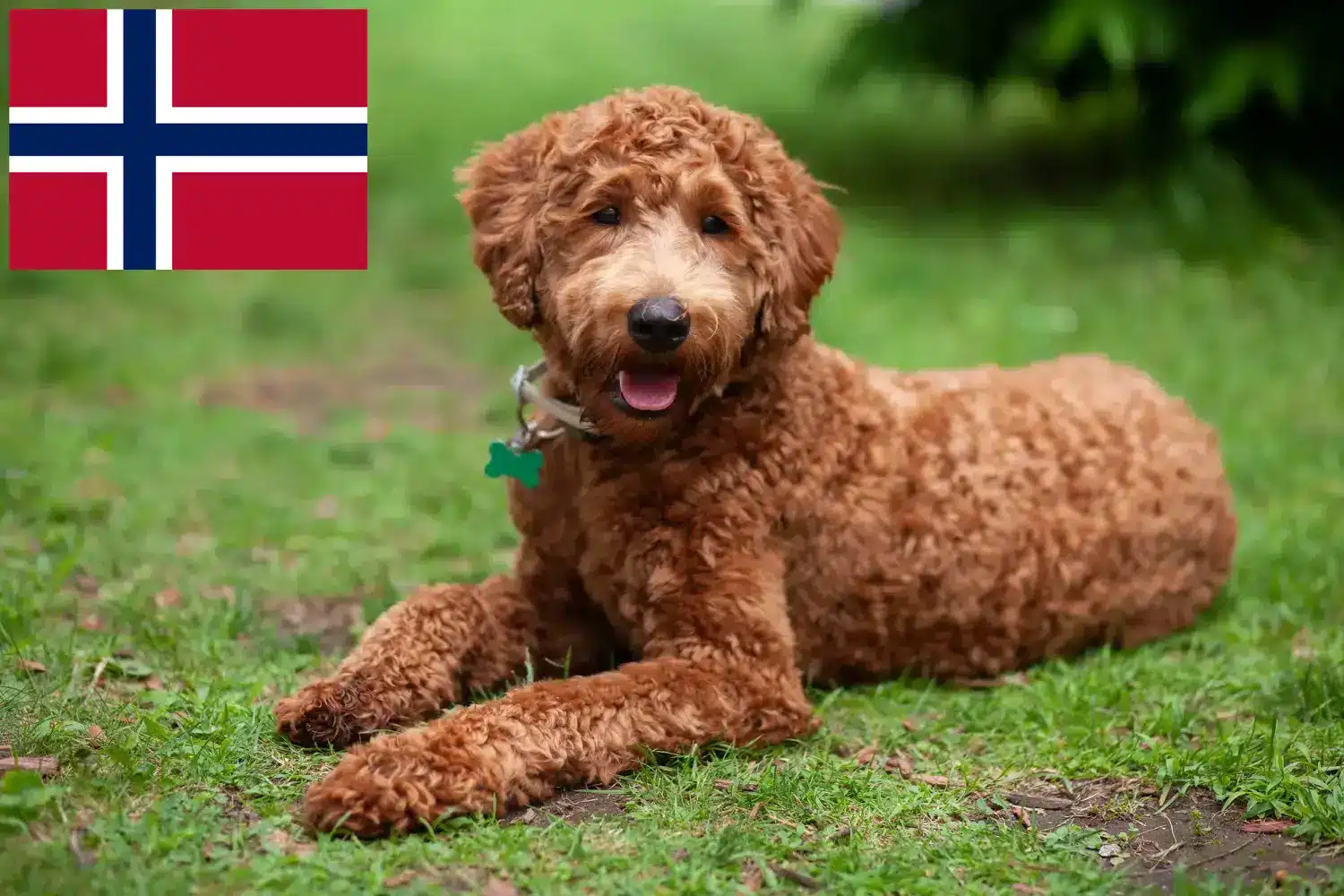 Read more about the article Hodowcy i szczenięta labradoodle w Norwegia