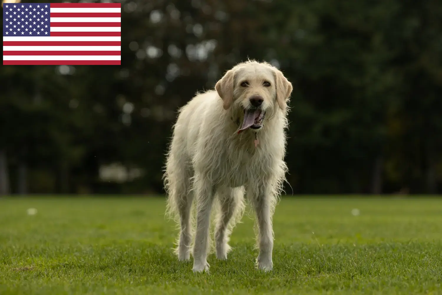 Read more about the article Hodowcy i szczenięta Labradoodle w USA