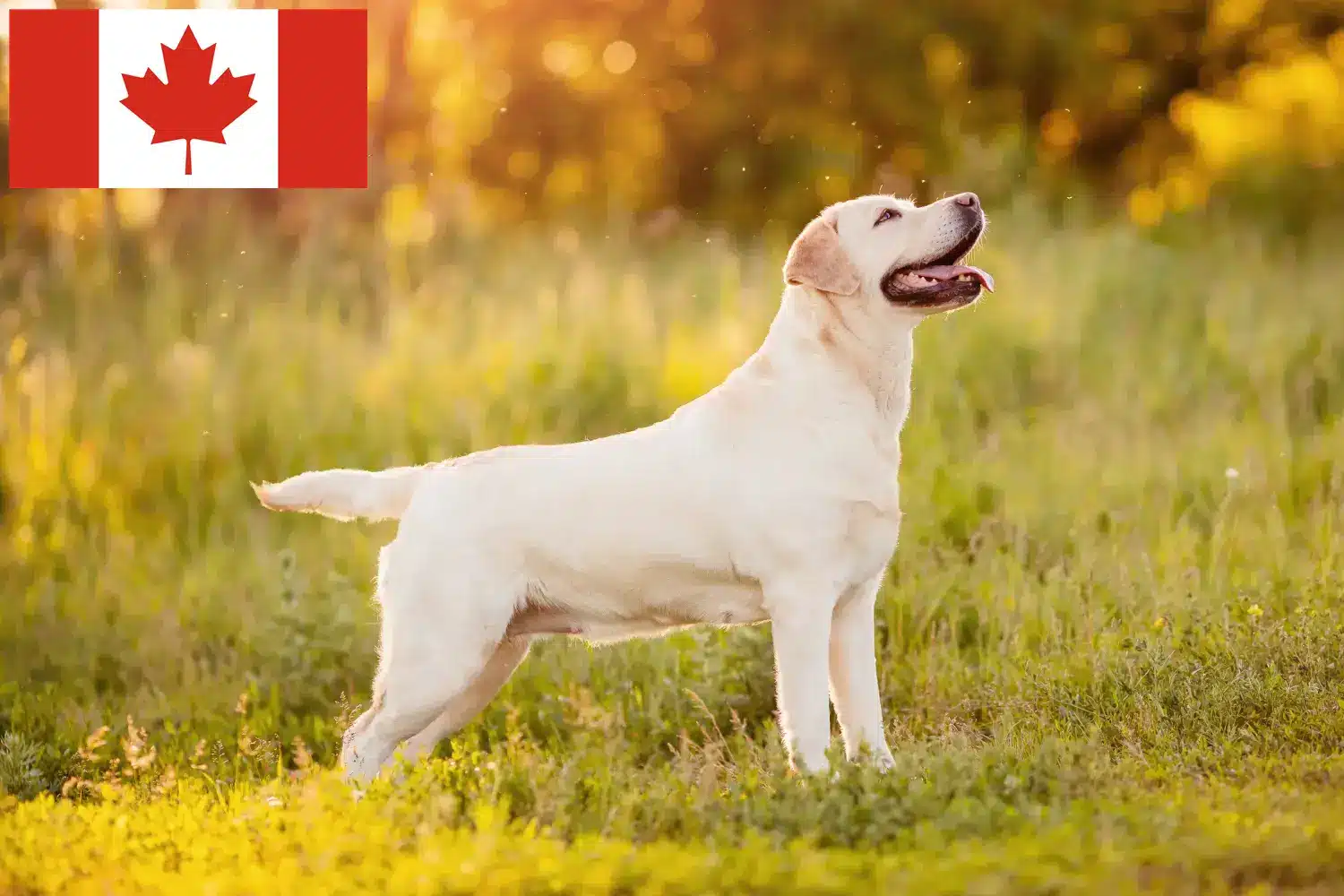 Labrador szczenięta i hodowcy Kanada Znajdź hodowców labradorów w Kanada tutaj.