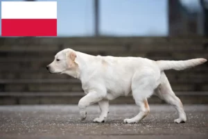 Read more about the article Hodowcy labradorów i szczenięta w Polska