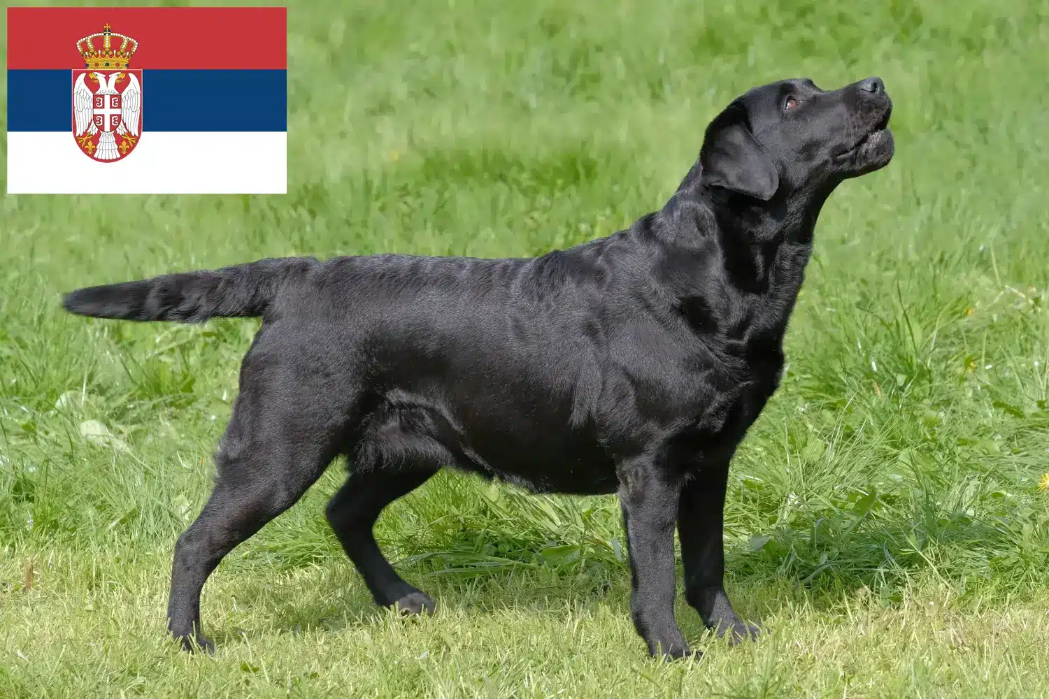 Labrador szczenięta i hodowcy Serbia Tutaj znajdziesz hodowców rasy Labrador w Serbia.