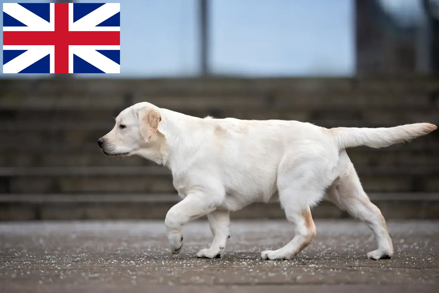 Szczenięta i hodowcy labradorów Wielka Brytania Tutaj znajdziesz hodowców rasy Labrador w Wielka Brytania.