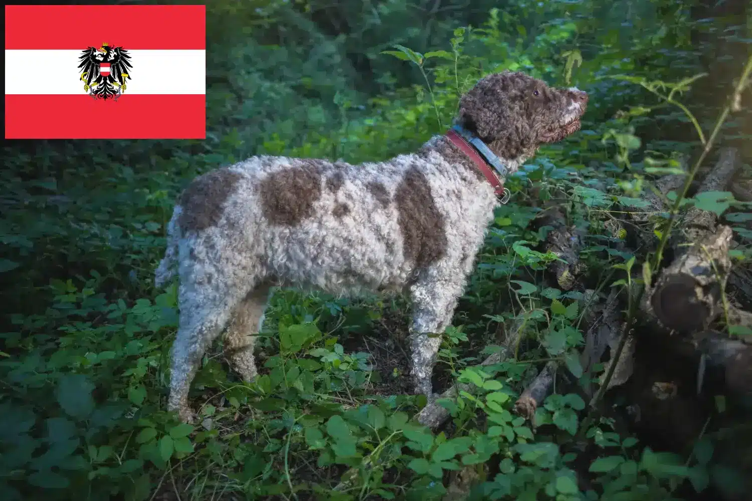 Lagotto Romagnolo szczenięta i hodowcy Austria Tutaj znajdziesz hodowców rasy Lagotto romagnolo w Austria.