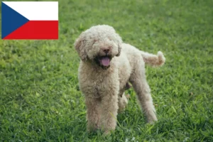 Read more about the article Hodowcy i szczenięta Lagotto romagnolo w Czechy