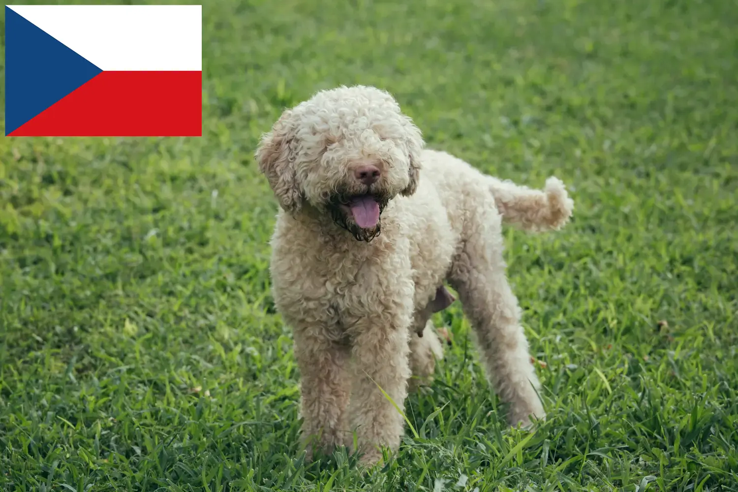 Lagotto Romagnolo szczenięta i hodowcy Republika Czeska Tutaj można znaleźć hodowców Lagotto romagnolo w Czechy.