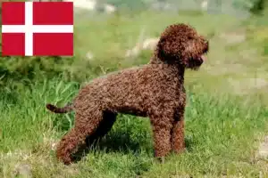 Read more about the article Hodowcy i szczenięta Lagotto romagnolo w Dania