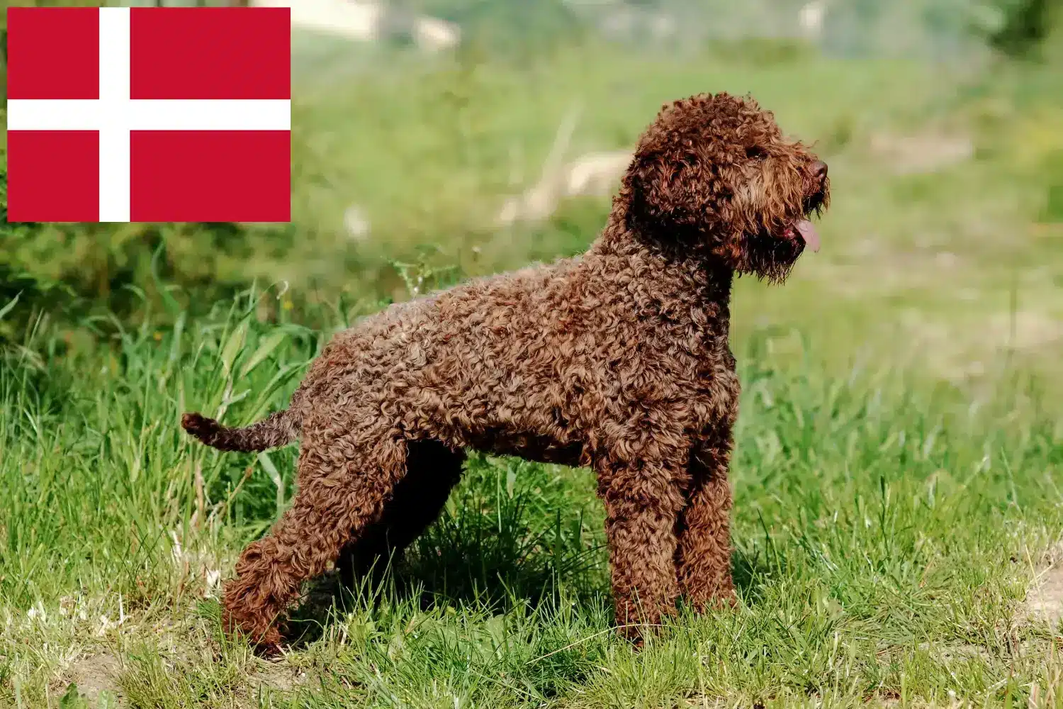 Lagotto Romagnolo szczenięta i hodowcy Dania Tutaj można znaleźć hodowców Lagotto romagnolo w Dania.