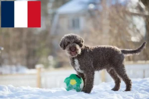 Read more about the article Lagotto romagnolo hodowcy i szczenięta w Francja