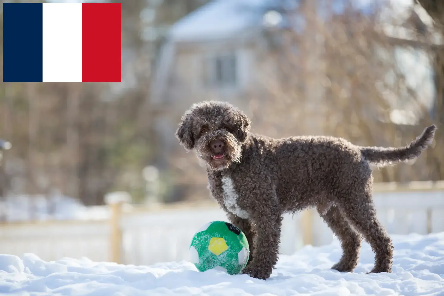 Lagotto Romagnolo szczenięta i hodowcy Francja Tutaj znajdziesz hodowców rasy Lagotto romagnolo w Francja.