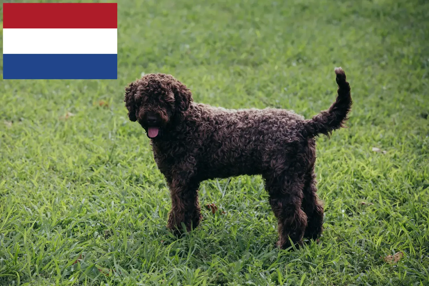 Lagotto Romagnolo szczenięta i hodowcy Holandia Tutaj znajdziesz hodowców rasy Lagotto romagnolo w Holandia.