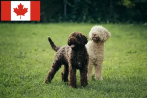 Read more about the article Lagotto romagnolo hodowcy i szczenięta w Kanada