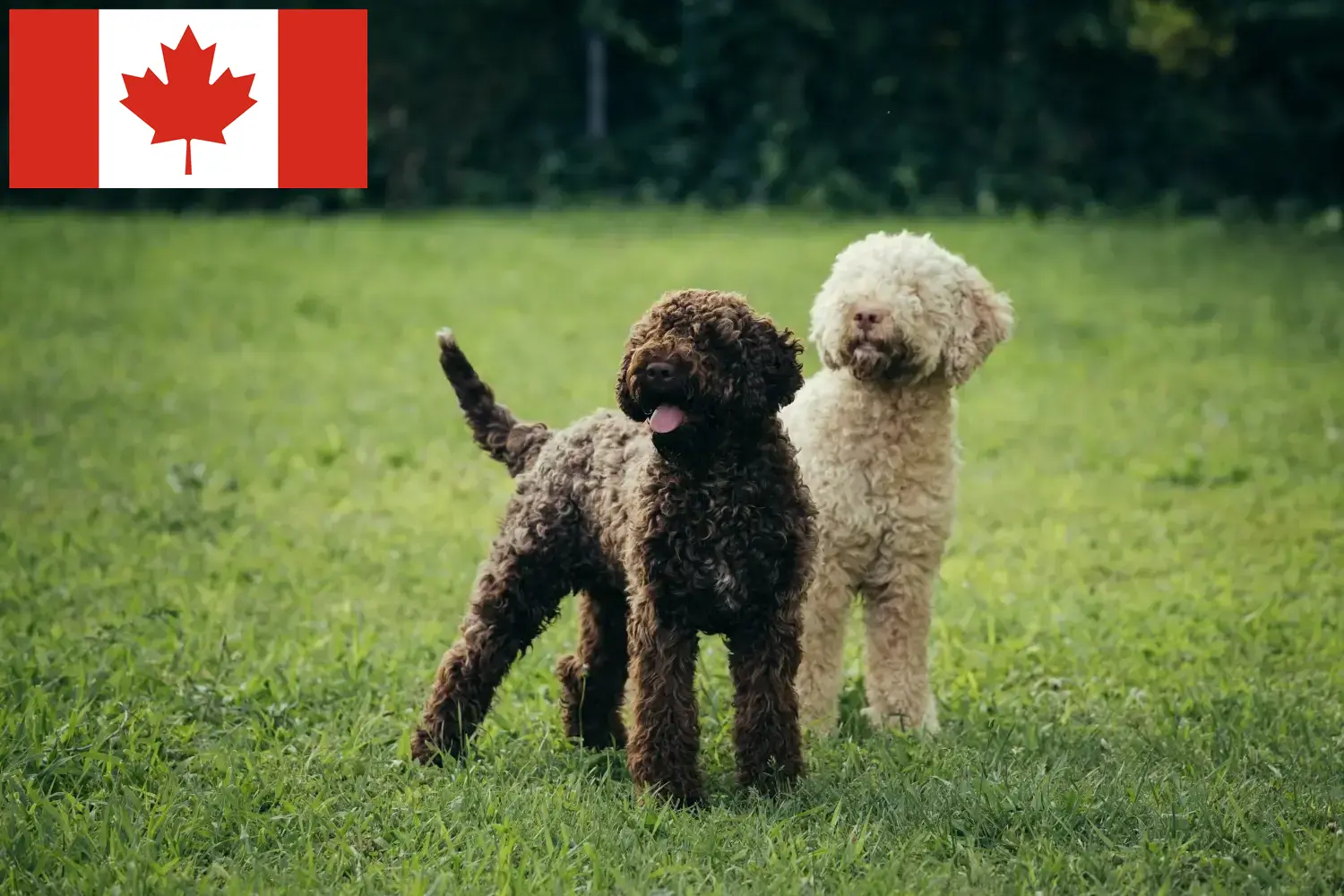 Lagotto romagnolo szczenięta i hodowcy Kanada Tutaj można znaleźć hodowców Lagotto romagnolo w Kanada.