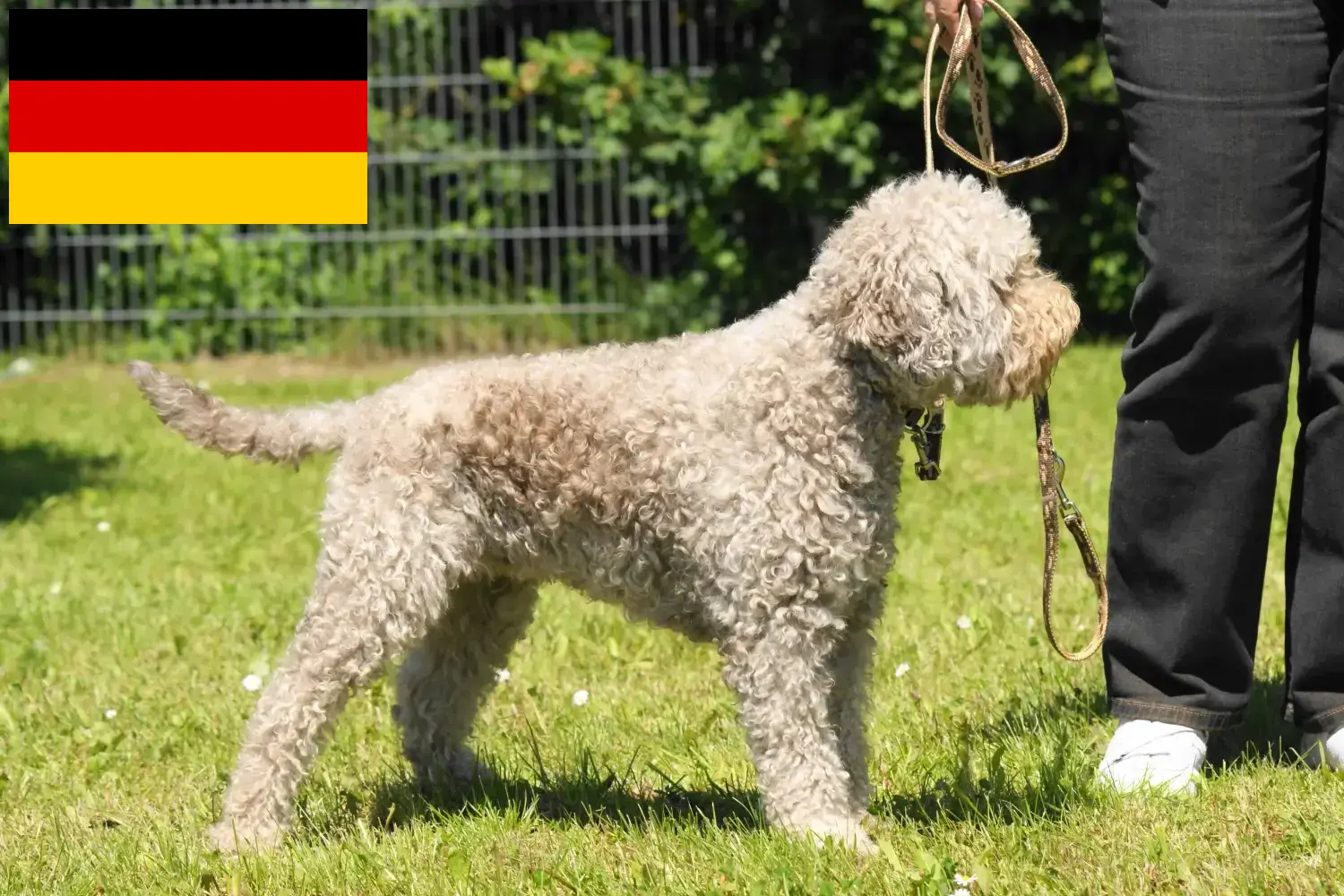 Lagotto Romagnolo szczenięta i hodowcy Niemcy Tutaj znajdziesz hodowców rasy Lagotto romagnolo w Niemcy.