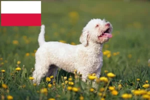 Read more about the article Lagotto romagnolo hodowcy i szczenięta w Polska