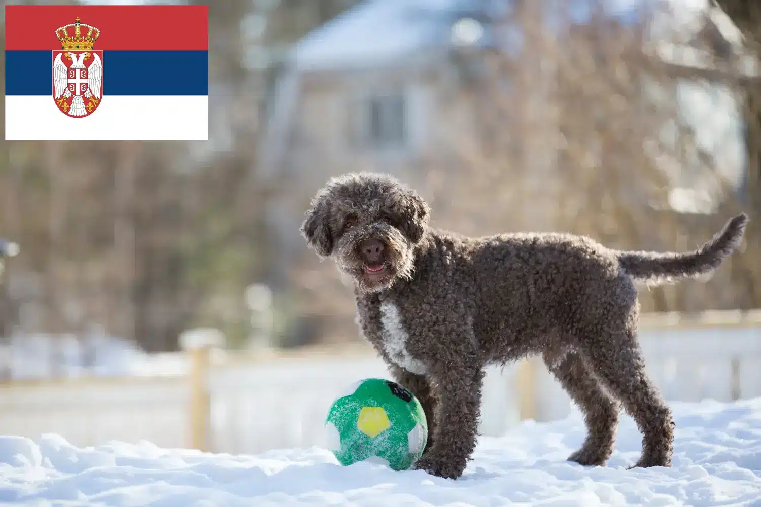 Lagotto Romagnolo szczenięta i hodowcy Serbia Tutaj można znaleźć hodowców Lagotto romagnolo w Serbia.