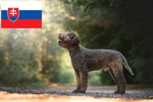 Read more about the article Hodowcy i szczenięta Lagotto romagnolo w Słowacja