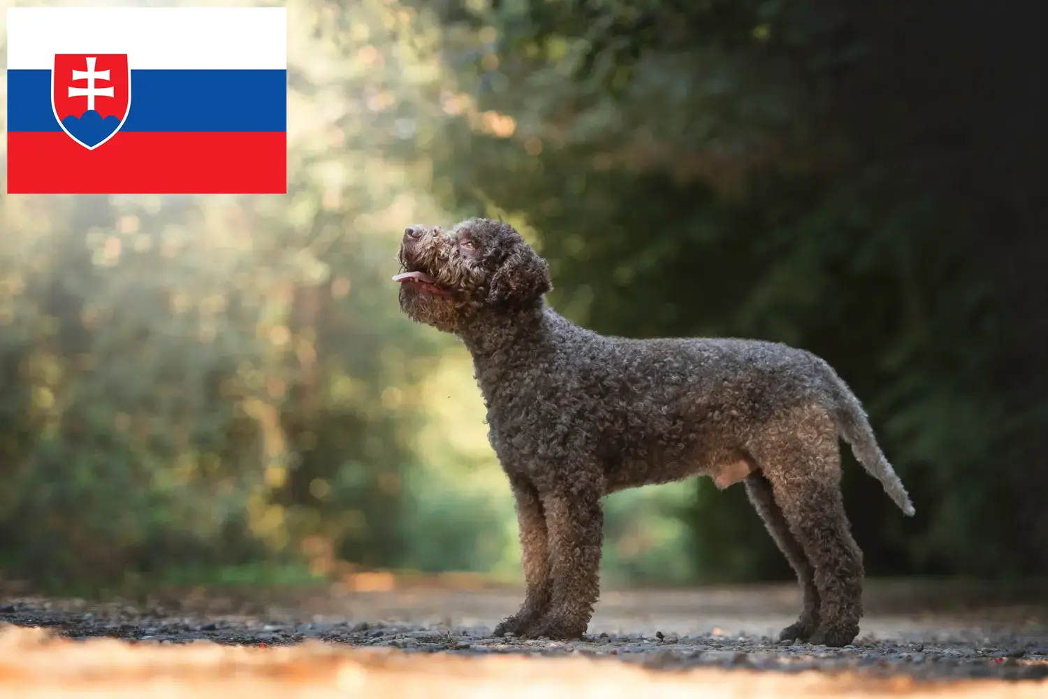 Lagotto Romagnolo szczenięta i hodowcy Słowacja Tutaj można znaleźć hodowców Lagotto romagnolo w Słowacja.