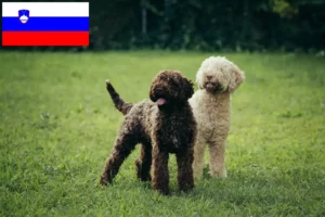 Read more about the article Lagotto romagnolo hodowcy i szczenięta w Słowenia